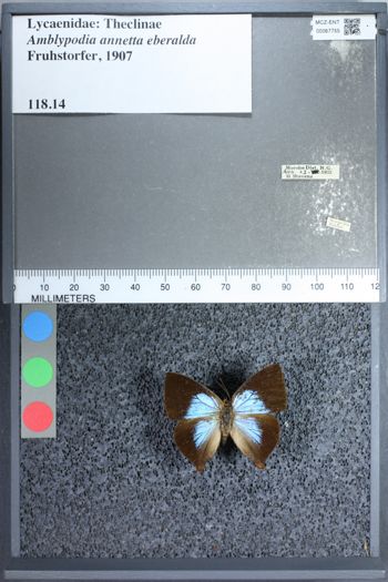 Media type: image;   Entomology 67755